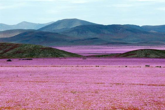 desierto-atacama luego de las precipitaciones que han mojado estos últimos meses la hostil tierra norteña de Chile han propiciado el %22florecimiento más espectacular de los últimos 18 años%22