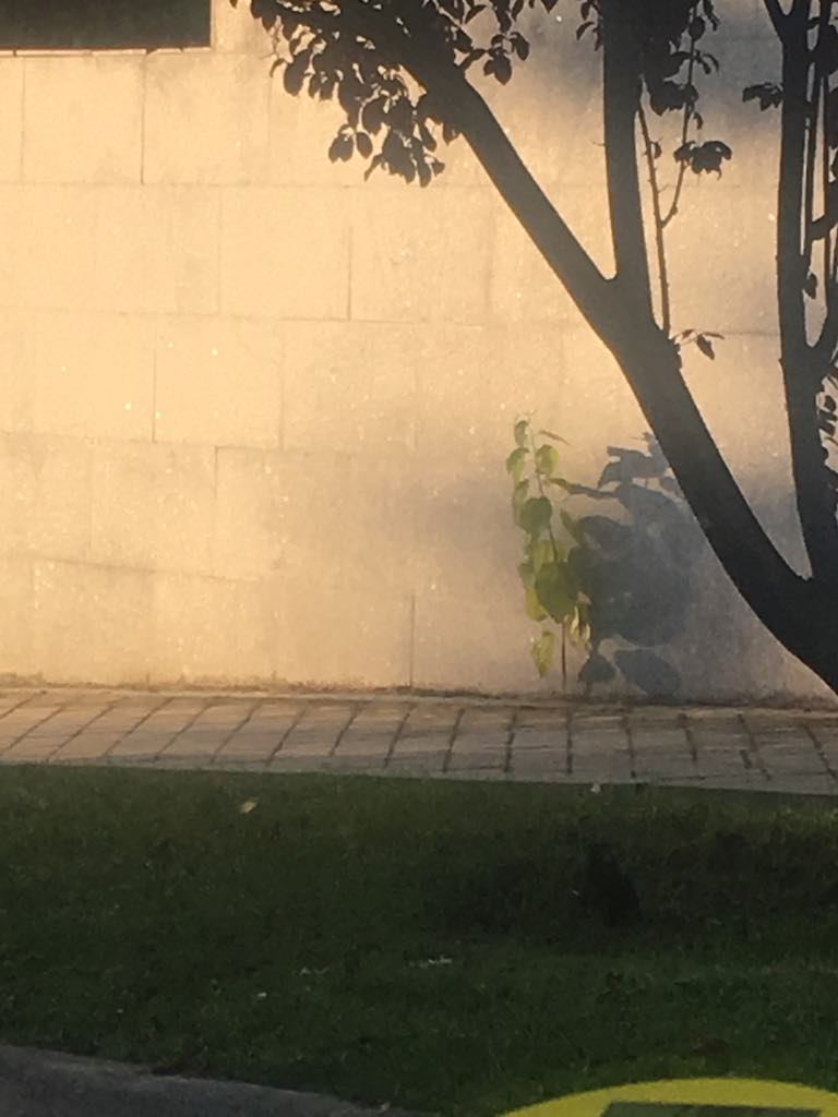 41963346_2013917585573566_399473301883191296_n